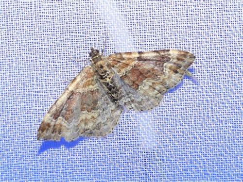 Réf. 308 196 : Xanthorhoe sp.